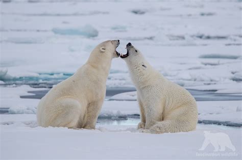 Spitsbergen - Fascination Wildlife