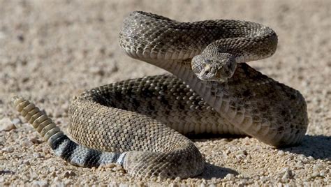 Rattlesnakes are waking up, coming out in Phoenix