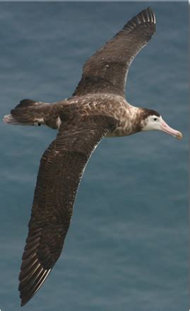 Endangered Species 3: Amsterdam Albatross