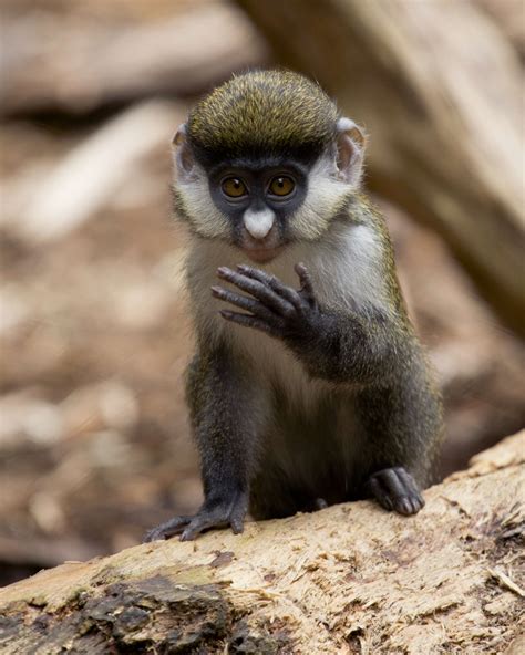 Monkey Feeding - Zoo Atlanta