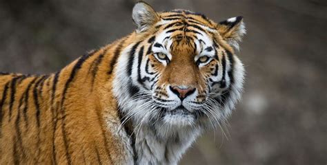 Saving The Amur Tiger - Faunalytics