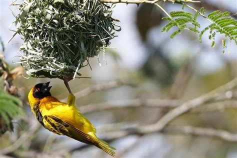 Meet the Wildlife of Lake Victoria on Safari