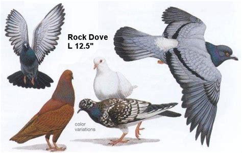 Oregon Birds -- Rock Dove