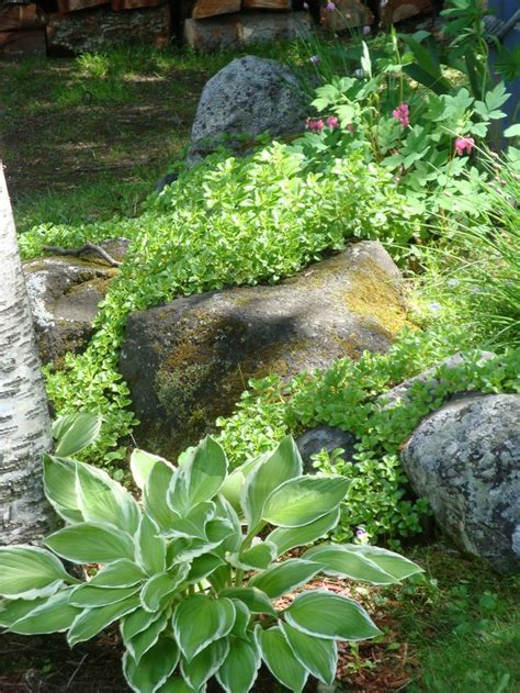 18 best Shade Rock Garden images on Pinterest | Gardening, Landscaping and Garden ideas