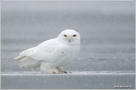 Snowy Owl (1201119-0729) | Snowy owl, Pet birds, Wildlife animals