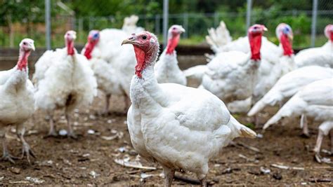 How to Start Your Own Turkey Farm | AgAmerica