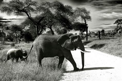 Elephant Mother and Child Black and White Photography · Free Stock Photo