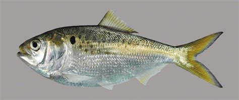 Atlantic Menhaden – Discover Fishes