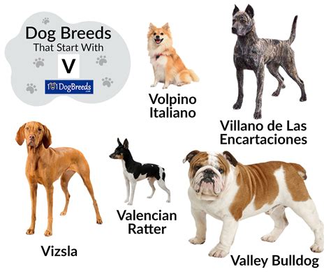 List of Dog Breeds that Start with V