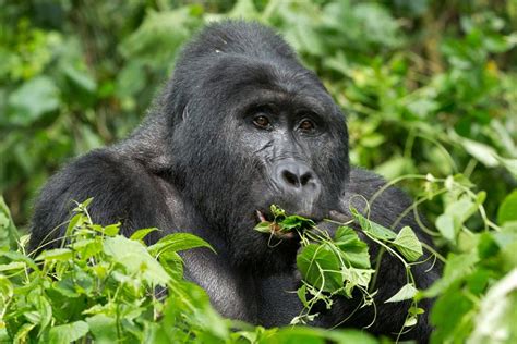 Bwindi Impenetrable National Park Gorilla Trekking