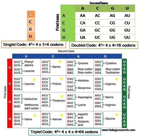 Why is genetic code a triplet code? Logical Explanation