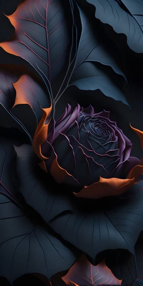 Black Rose HD Phone Wallpaper Download Now - MyWallpapers.in