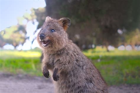 16 Adorable Quokka Facts - Fact Animal