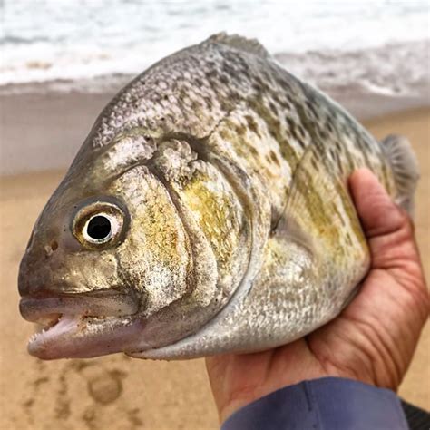 Can you identify this saltwater fish species? | Westernbass.com