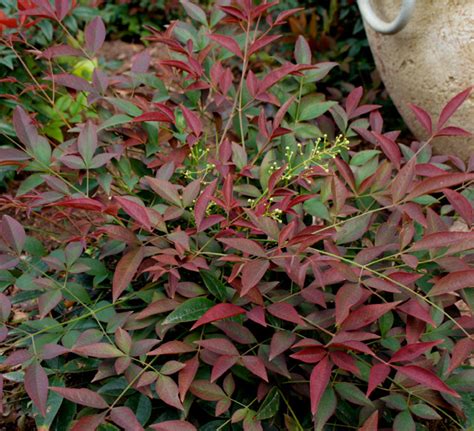 Nandina domestica ‘Murasaki’ (Flirt™) | Kiefer Nursery: Trees, Shrubs ...