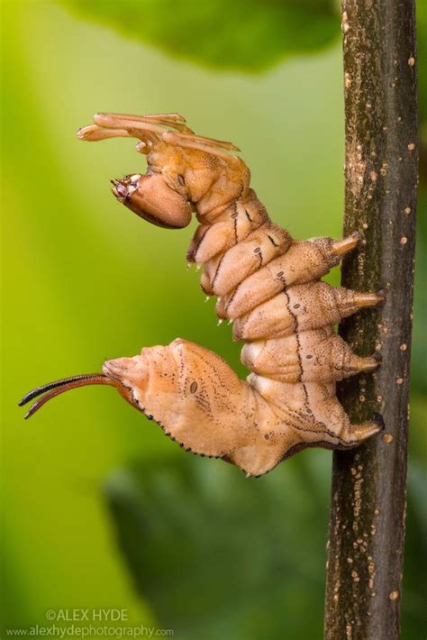 Lobster Moth (Stauropus fagi) caterpillar | Alex Hyde | Moth ...