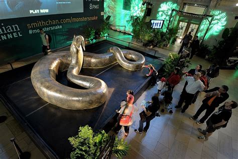 Titanoboa Facts, Habitat, Diet, Fossils, Pictures