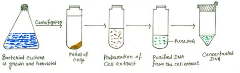 DNA extraction from Gram Positive bacteria (Staphylococcus aureus ...