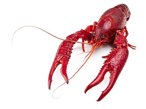 30 lb Live Crawfish Pack- Buy Online in United Arab Emirates at desertcart.ae. ProductId : 41706998.