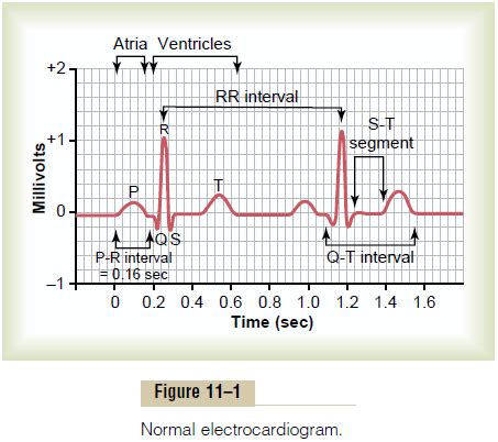 Characteristics of the Normal Electrocardiogram