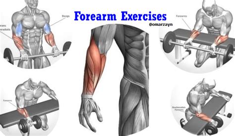 Forearm Workouts | 6 Best Exercises for Mass | By Omar Zayn Blog - OMAR ...