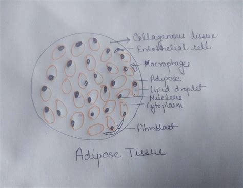 Adipose Connective Tissue Labeled Adipocytes