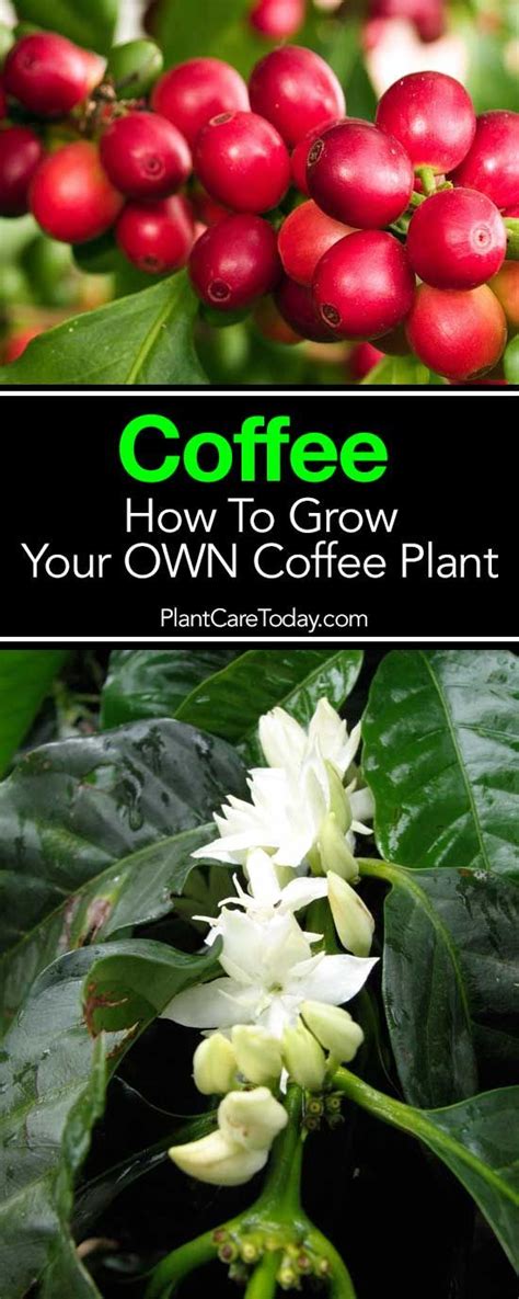 Coffee Plant Care: How To Grow A Coffee Tree Indoors and Out [GUIDE ...