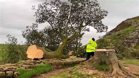 300-Year-Old Tree Made Famous in Kevin Costner Film Cut Down - YouTube