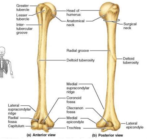 Lateral Supracondylar Ridge