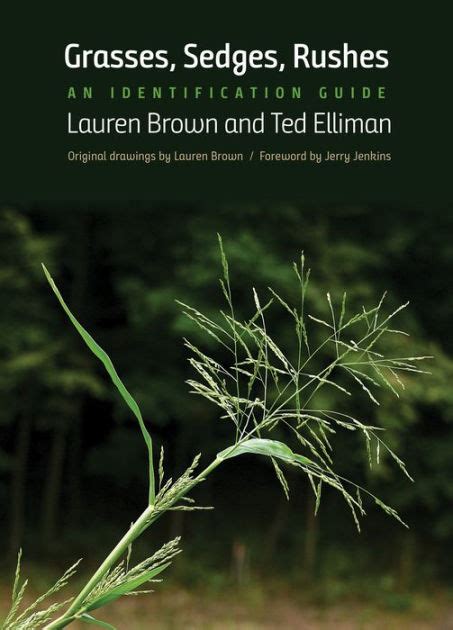 Grasses, Sedges, Rushes: An Identification Guide by Lauren Brown, Ted ...