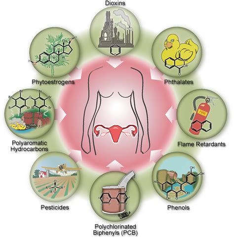 Plastic & Public Health Health: Endocrine Disruptors « earthDECKS