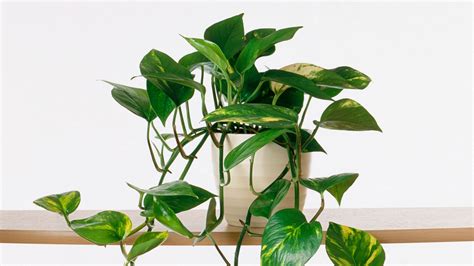 Free photo: House Plant - Botanic, Common, Evergreen - Free Download - Jooinn