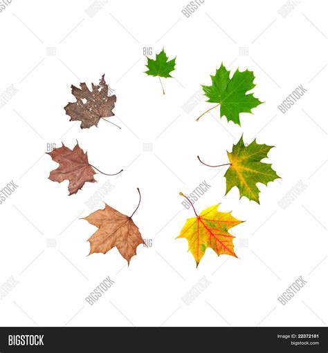 Life Cycle Leaf Image & Photo (Free Trial) | Bigstock