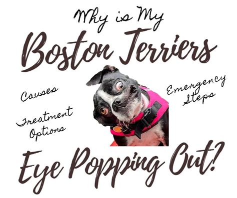 Why Is My Boston Terrier's Eye Popping Out Or Bulging? (Proptosis) 4 Actionable, Important Steps ...