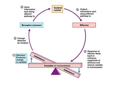 Homeostasis: positive/ negative feedback mechanisms | Physiology, Human ...