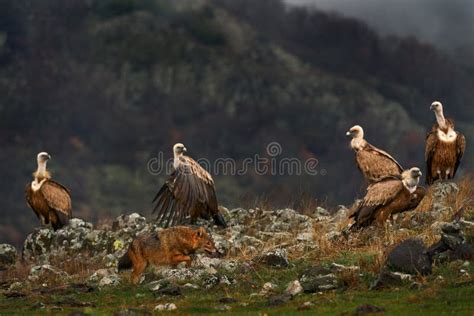 Fight Jackal with Group of Vultures. Griffon Vulture, Gyps Fulvus, Big Birds of Prey Sitting on ...