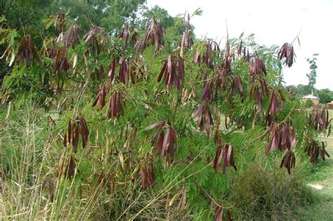 Factsheet - Leucaena leucocephala (Leucaena)