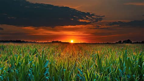 Campo de arroz bajo el cielo nublado negro durante la naturaleza al ...