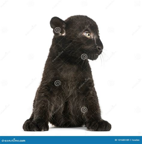 Black Leopard Cub Sitting, 3 Weeks Old, Isolated Stock Image - Image of pardus, alone: 131685189