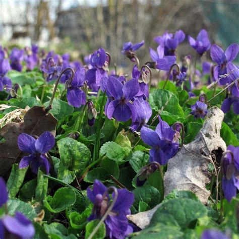 Sweet Violet (Viola odorata) seeds