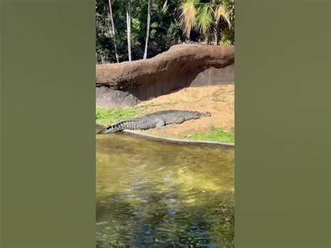 Gharials (they have 110 teeth!!) at the Honolulu Zoo - YouTube