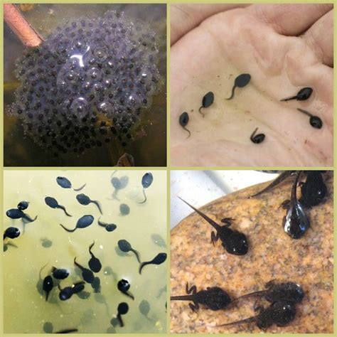 Looking After Tadpoles: Tips to Help You Do It Successfully - The Pet ...