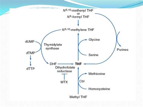 Megaloblastic anemia