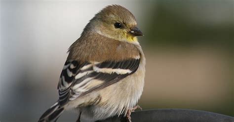 Watch for these winter migrants at your bird feeder