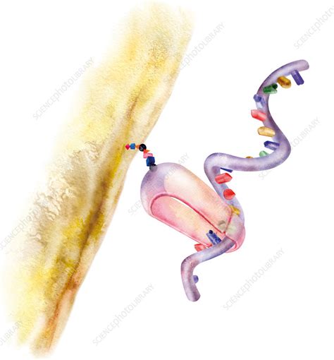 Protein synthesis, drawing - Stock Image - C006/3955 - Science Photo Library