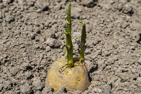 Sprouted Potatoes are Ready for Planting Stock Photo - Image of gardening, green: 72316788