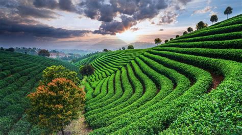 Tea plantations under sky during sunset, China | Windows Spotlight Images