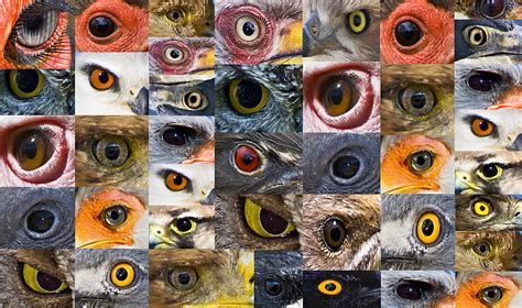 Bird Eyes Digital Art by Basie Van Zyl