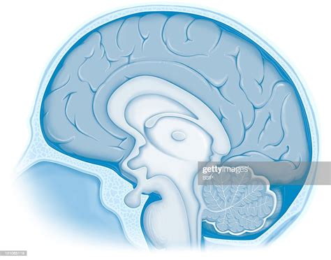 Anatomy Of The Encephalon In Situation In The Cranial Box Median ...