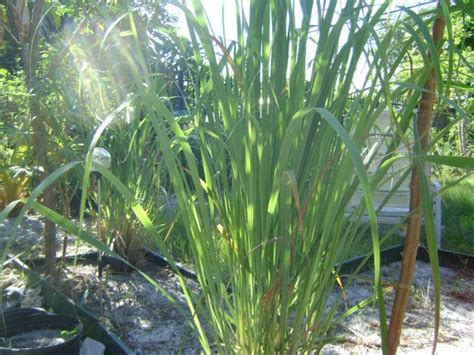 Fever Grass Lemongrass Plant Quality rooted stalks (3) Cymbopogon Citratus South Florida ...